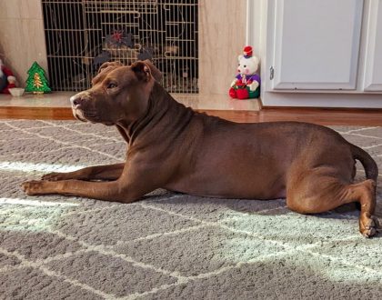 Chyanne lying on a soft rug with Christmas decorations behind her