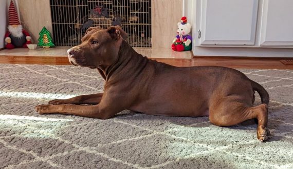 Chyanne lying on a soft rug with Christmas decorations behind her