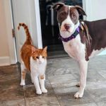 Birdie with cat