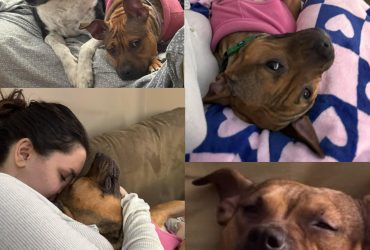 Baby Bell adopted
