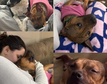 Baby Bell adopted