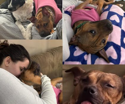 Baby Bell adopted