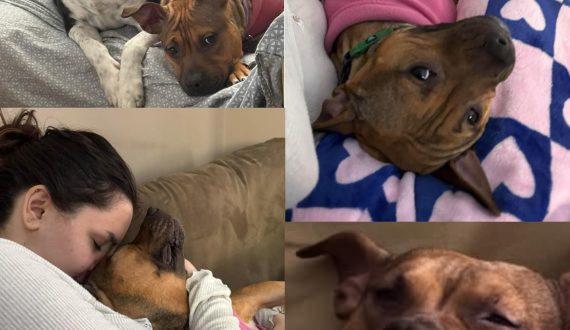 Baby Bell adopted