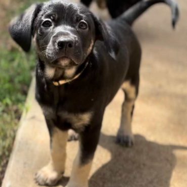 Lyra