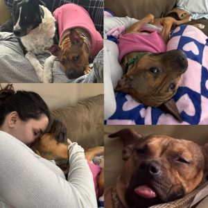 Baby Bell adopted