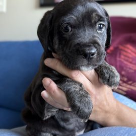 Cosmo