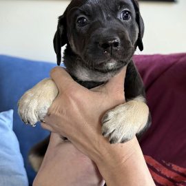 Lyra