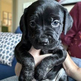 Nova