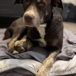 Ellie
