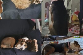 Brook adopted