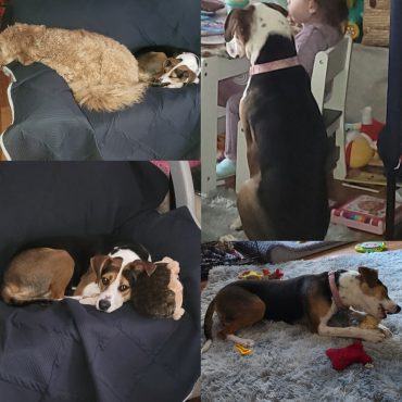 Brook adopted