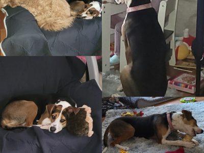 Brook adopted
