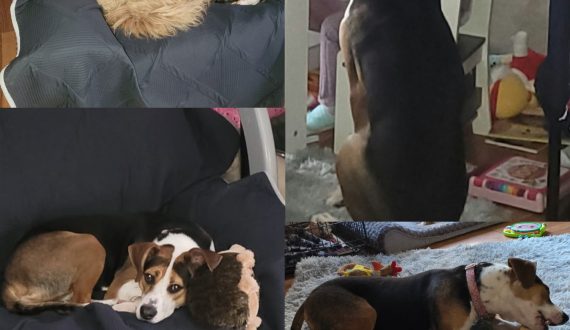 Brook adopted