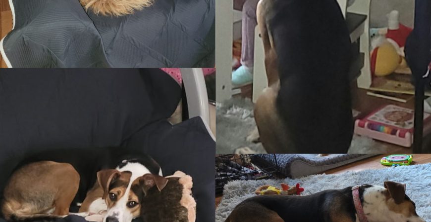 Brook adopted