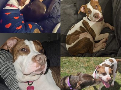 Patti Mayonnaise adopted