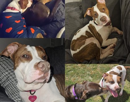 Patti Mayonnaise adopted