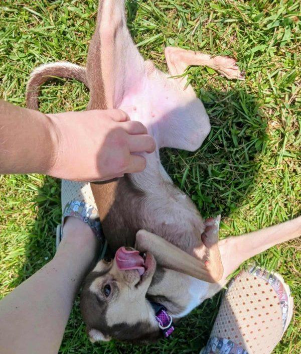 Faline