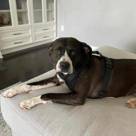 Tinkerbell summer 2025