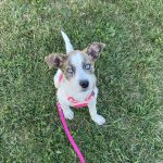 Daisy