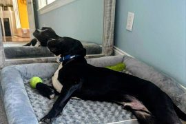 Remi adopted