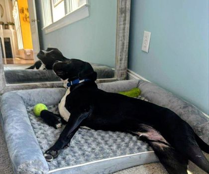 Remi adopted
