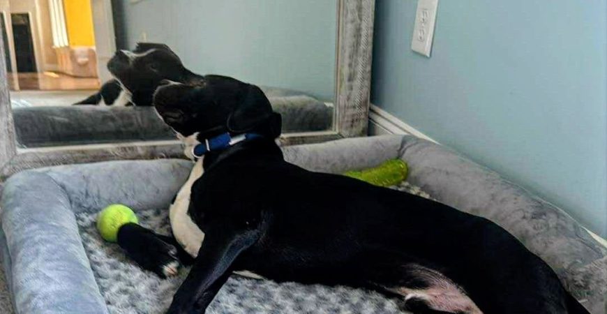 Remi adopted