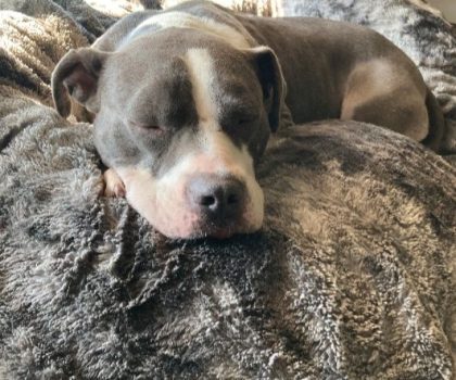 Ronnie adopted