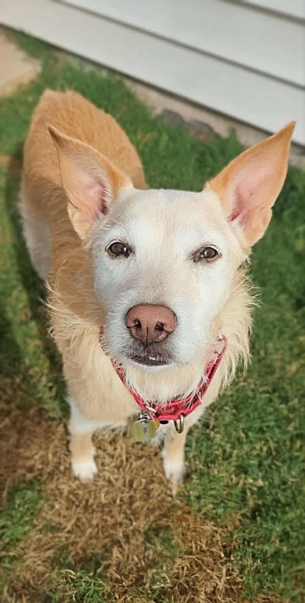 Bella