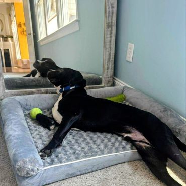 Remi adopted