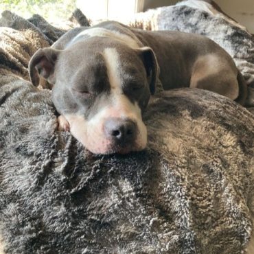 Ronnie adopted
