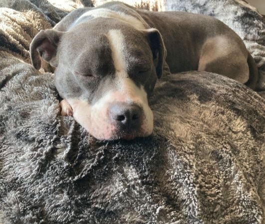 Ronnie adopted