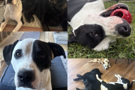Boomer, adopted