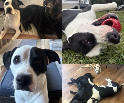 Boomer, adopted