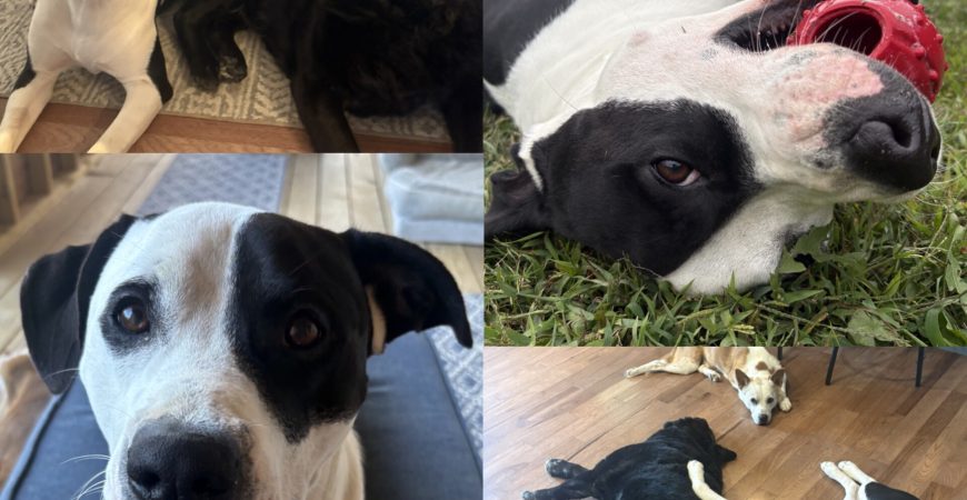 Boomer, adopted