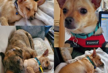 Chico AKA Zippy, now adopted