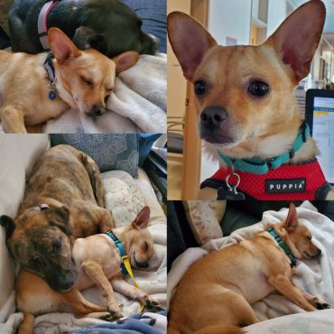 Chico AKA Zippy, now adopted