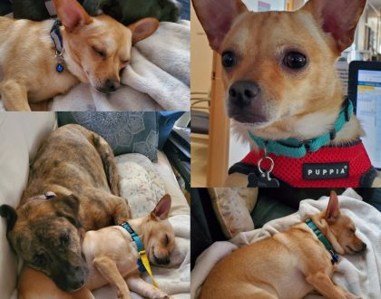 Chico AKA Zippy, now adopted