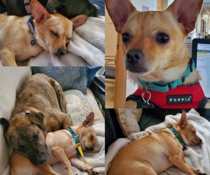 Chico AKA Zippy, now adopted