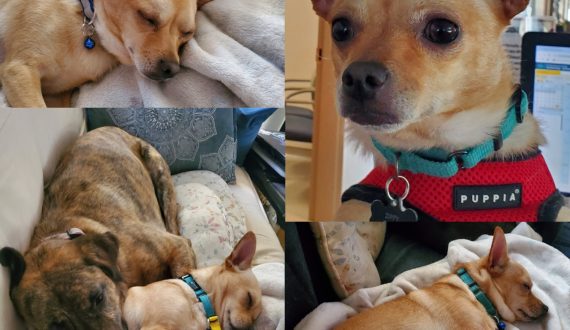 Chico AKA Zippy, now adopted