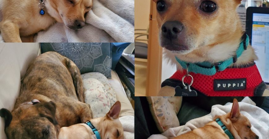 Chico AKA Zippy, now adopted