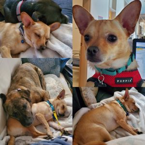 Chico AKA Zippy, now adopted