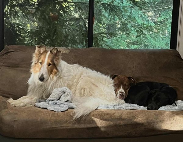 Tillie between her foster sisters