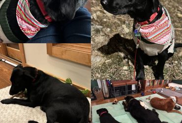 Maverick adopted 2025