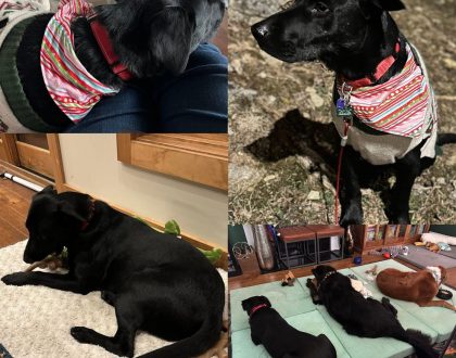 Maverick adopted 2025