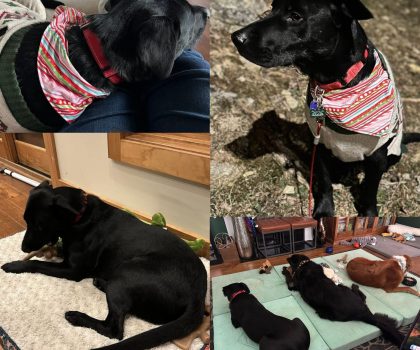 Maverick adopted 2025