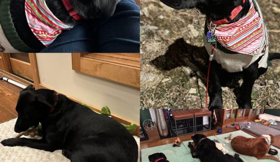 Maverick adopted 2025