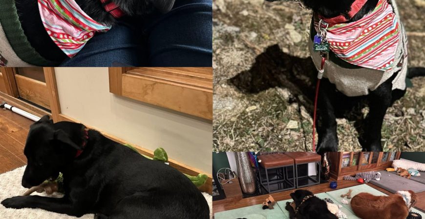 Maverick adopted 2025