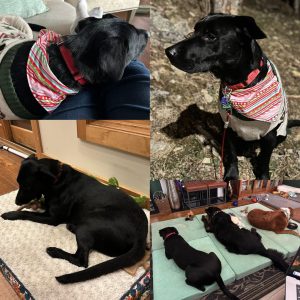 Maverick adopted 2025